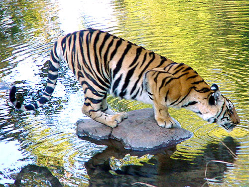 © WWF-Canon / Chris HAILS <br> In the 13 countries that still have tigers, WWF has identified the landscapes where the big cats have the best chance of surviving and increasing over the long term. We are concentrating our efforts on protecting these areas, working with local governments and partners to ensure that the tigers there are safe and can thrive.